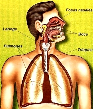 Dibujo del Sistema respiratorio para niños