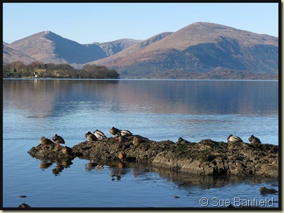 Loch Lomond Mallards
