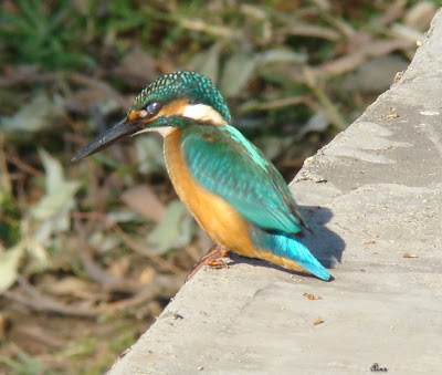 "Common Kingfisher Taken on the way to Honeymoon Point, perched on a wall overlooking the water body."