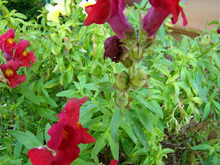 Dragonaria o boca de dragón (Antirrhinum majus f. nana)