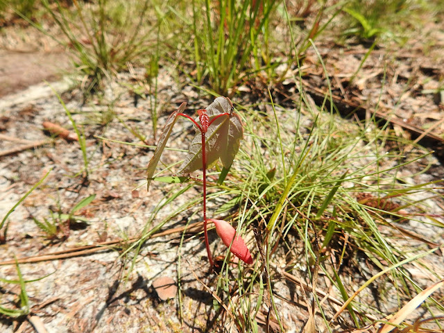 McCullough Creek Conservation Area
