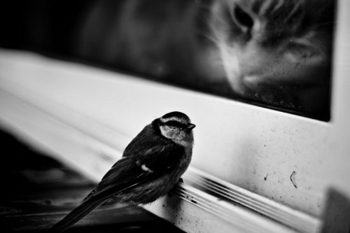 black and white cat. LONG HAIR!