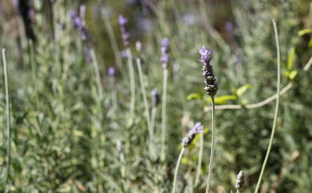 Lavender Flowers