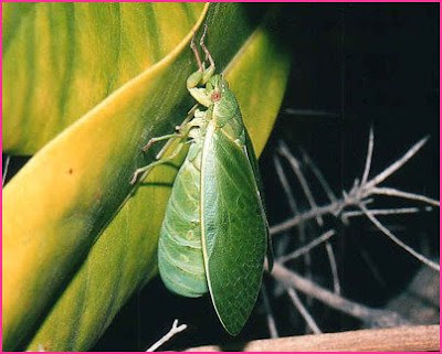  Top 12 Loudest Animals That Can Make You Deaf