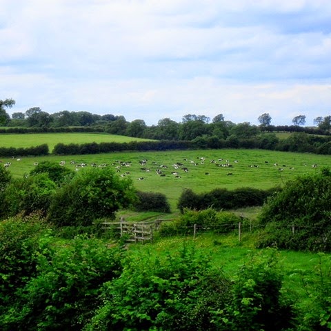 cows taking their afternoon siesta