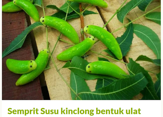 Membuat Kue Lucu Bentuk Ulat yang Sedang Hits, Ternyata 