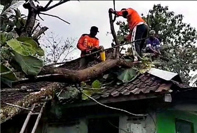  Senkom Rescue kecamatan Jatipuro turut membantu  mengevakuasi  pohon tumbang