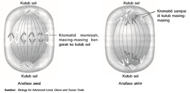 anafase