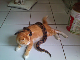 foto persahabatan kucing dan ular kiriman sodara Aan