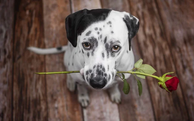 Papel de Parede Cachorrinho com Flor, Flor Rosa, Rosa, Cão, Hd, 4k.