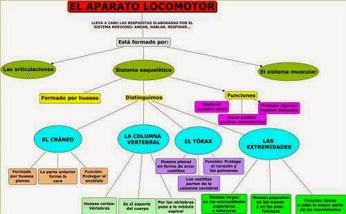  http://cmapspublic2.ihmc.us/rid=1L163WG9F-M48RGJ-2XLY/EL%20APARATO%20LOCOMOTOR.cmap