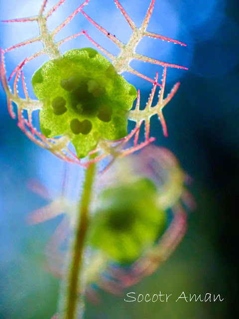 Mitella pauciflora