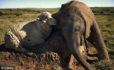 Unusual Animal Friendships Seen On www.coolpicturegallery.net