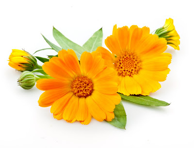 Calendula Health Benefits