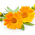 Calendula Health Benefits