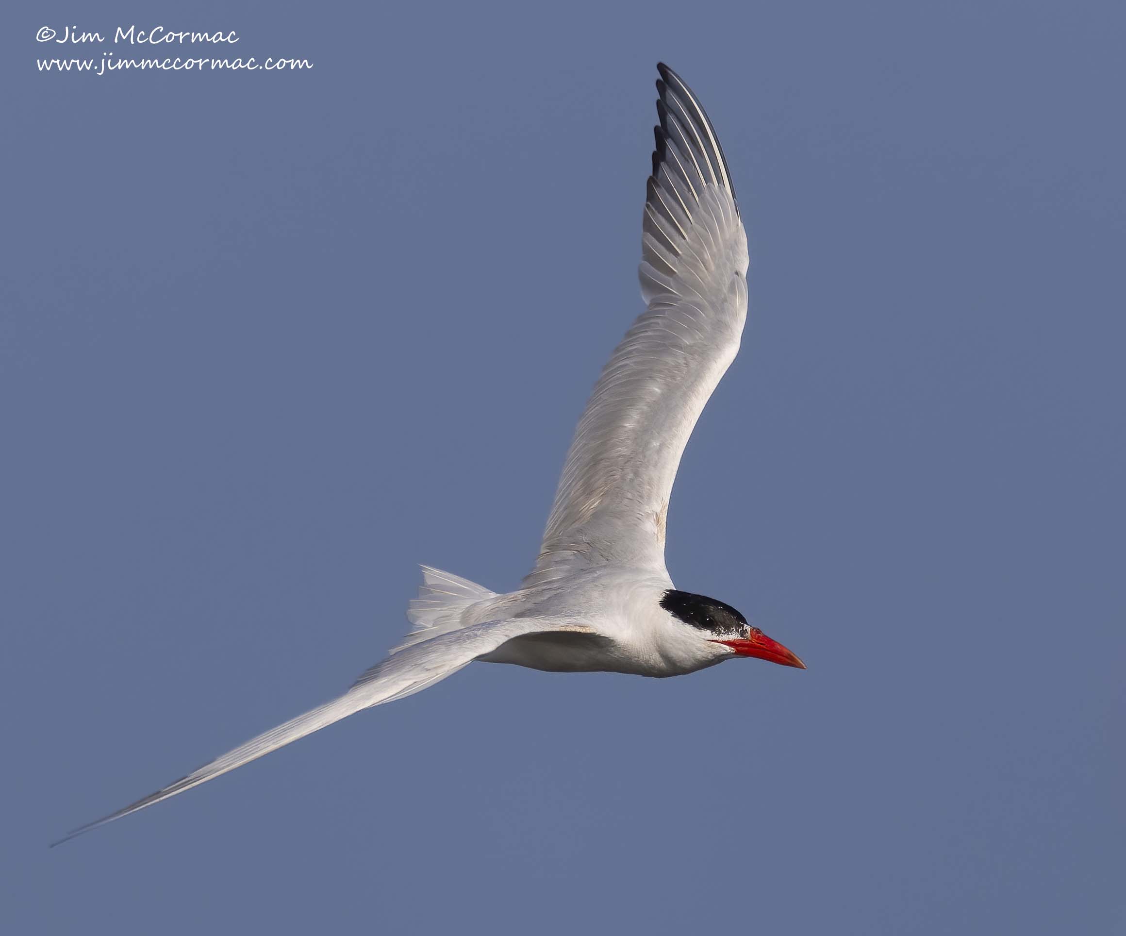 A list of the diurnal birds of prey - Biodiversity Heritage Library