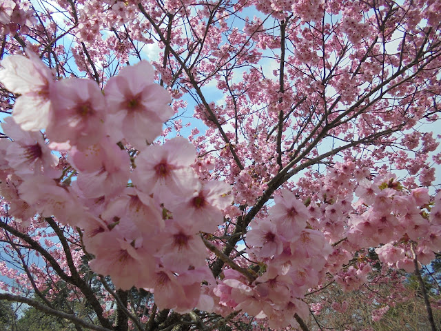 とっとり花回廊のヨウコウ桜