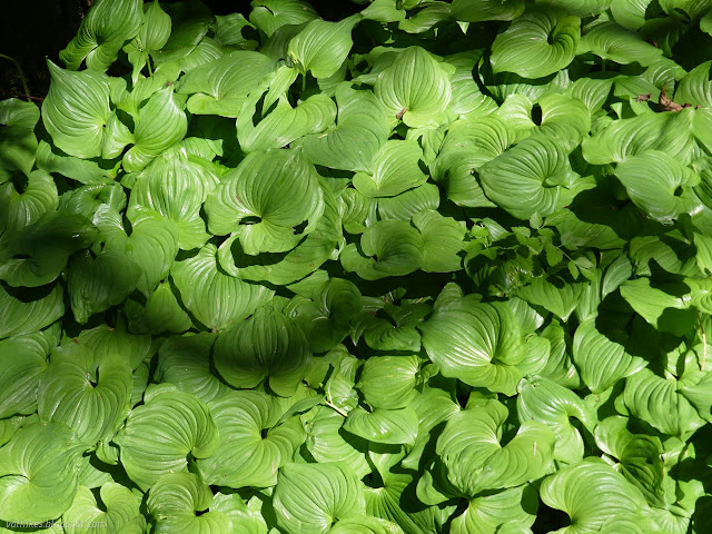 32: green leaves with strong lines curving toward the tip