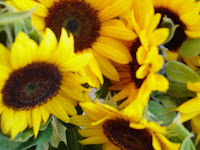 Nice Sunflowers