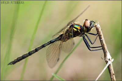 Ziemeļu smaragdspāre (Somatochlora arctica)