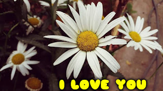 i love you card with daisy flower