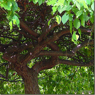 Detail