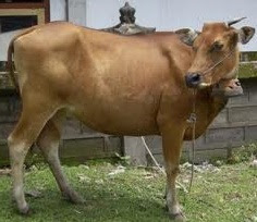 sapi | hewan pemakan rumput
