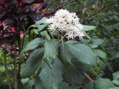 扁桃斑鳩菊