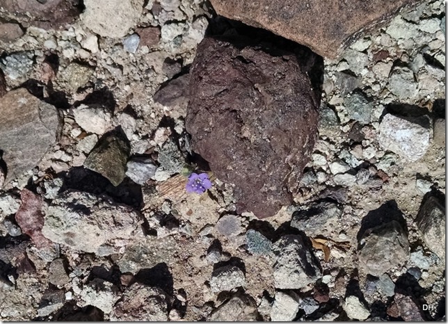 03-04-16 A Rock Hunting in Bouse (20)a