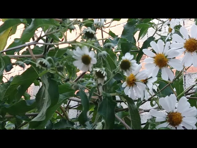 Conheça-a-flor-do-jardim-exótico-da-Margaridade-Arbórea