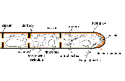 hypha