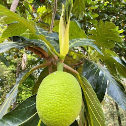 Jual Tanaman Buah Bibit Sukun Unggul