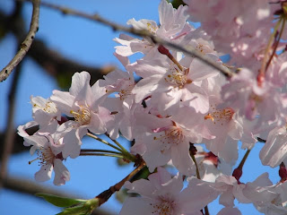 Just some wonderful blossoms spotted on our walk