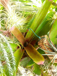 Neoregelia Gemini