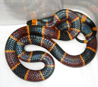 Coral_Snake