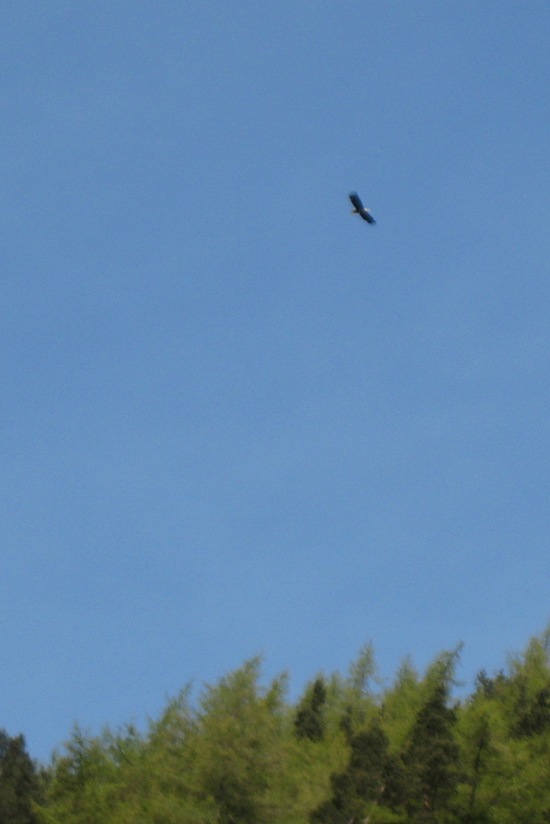Magnificent picture of a white-tailed eagle....