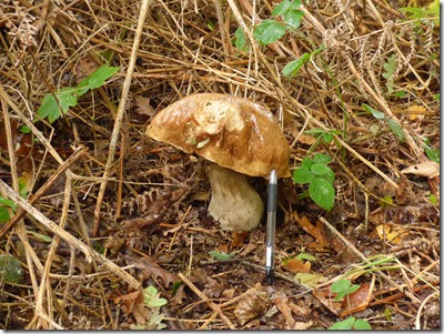 Penny Bun (Boletus edulis)