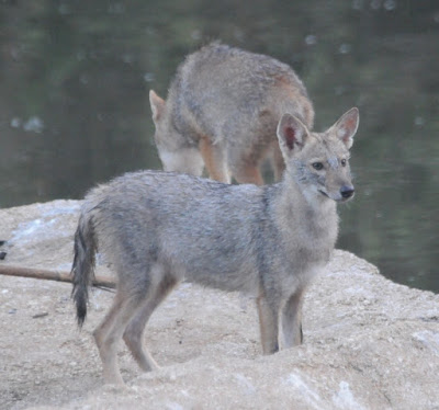 Golden Jackal (Canis aureus)