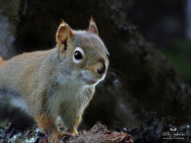 Tamiasciurus hudsonicus