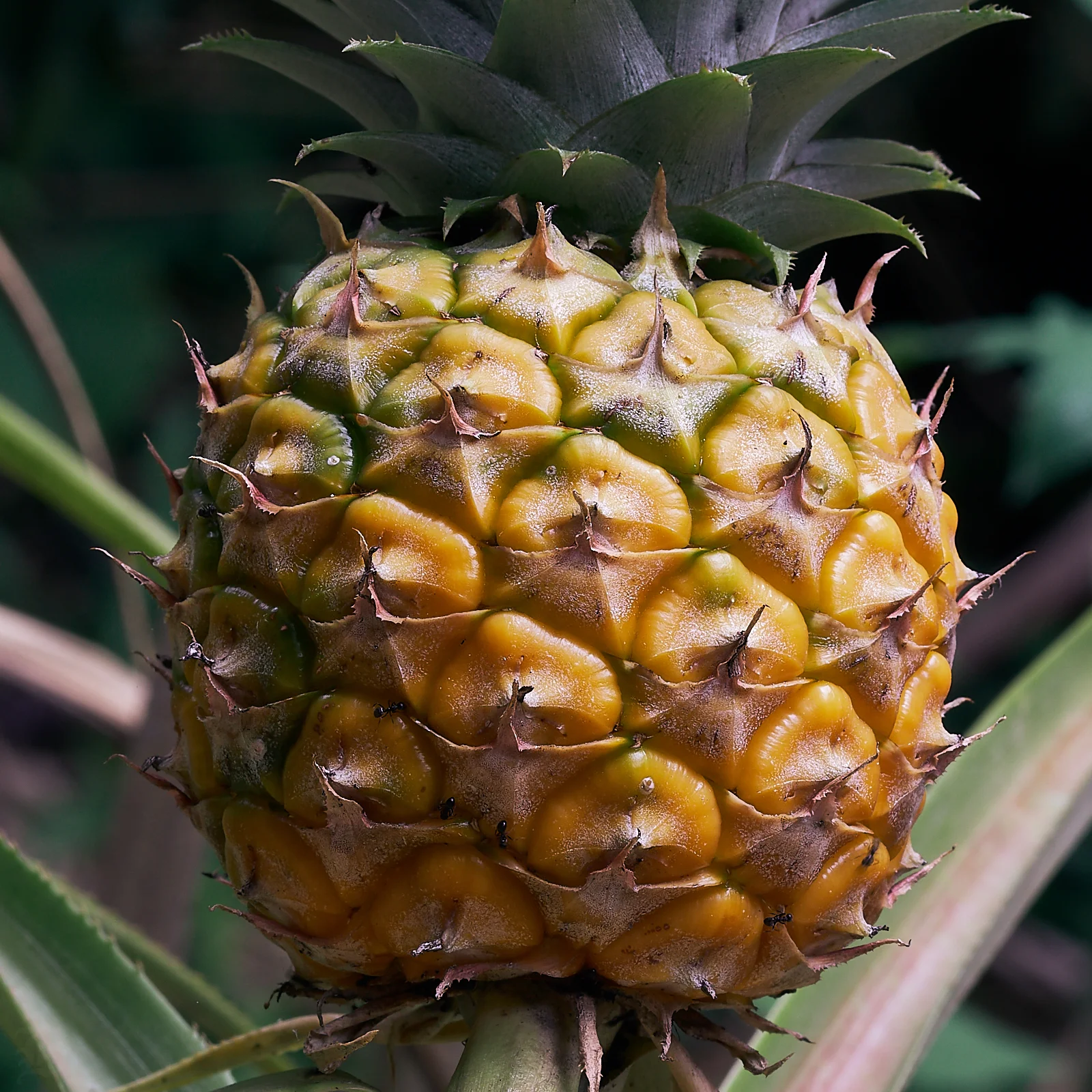 There is nothing, absolutely nothing more refreshing than fresh pineapple. In slices or juiced and poured into a tall iced glass nothing is better to quench a serious thirst.