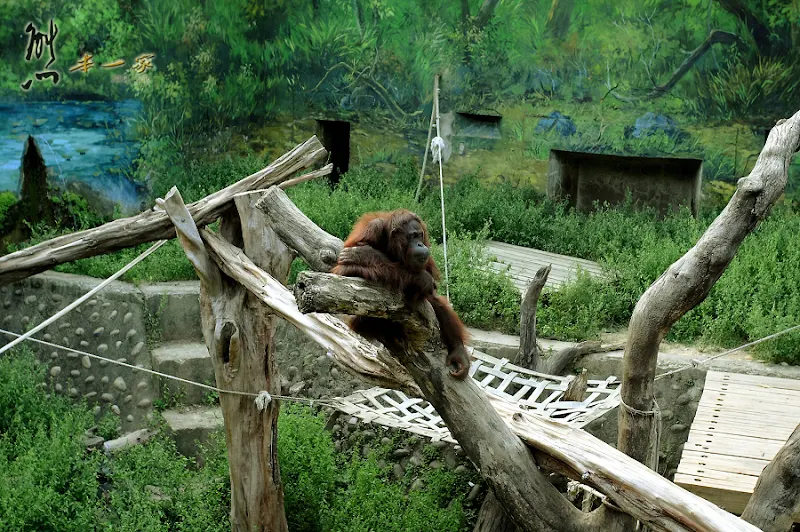 新竹親子遊｜新竹市立動物園~有日本奈良賞鹿的Fu