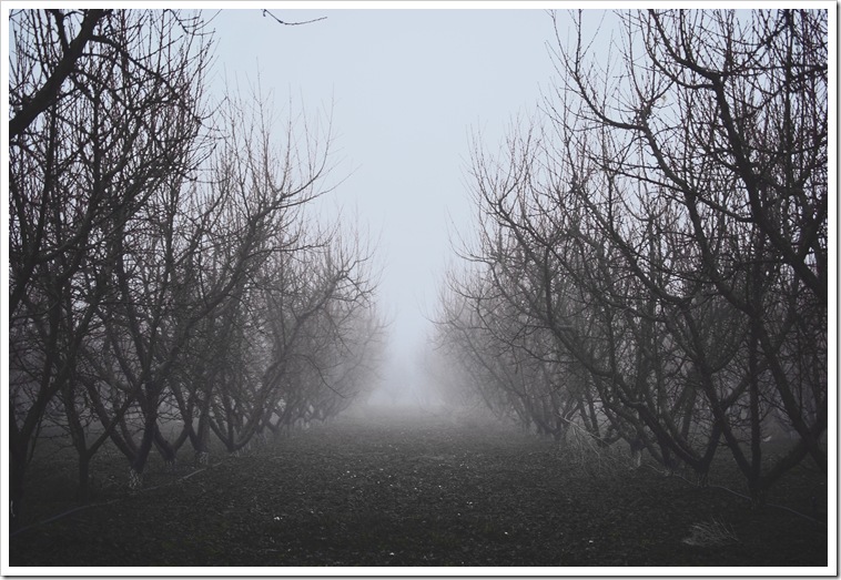 Orchard 1b