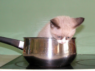 cooking cat