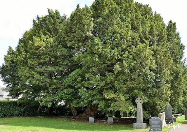 أقدم عشر أشجار على مر التاريخ 