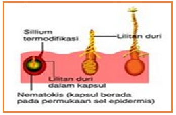 BIOLOGI GONZAGA: ANIMALIA PORIFERA - COELENTERATA