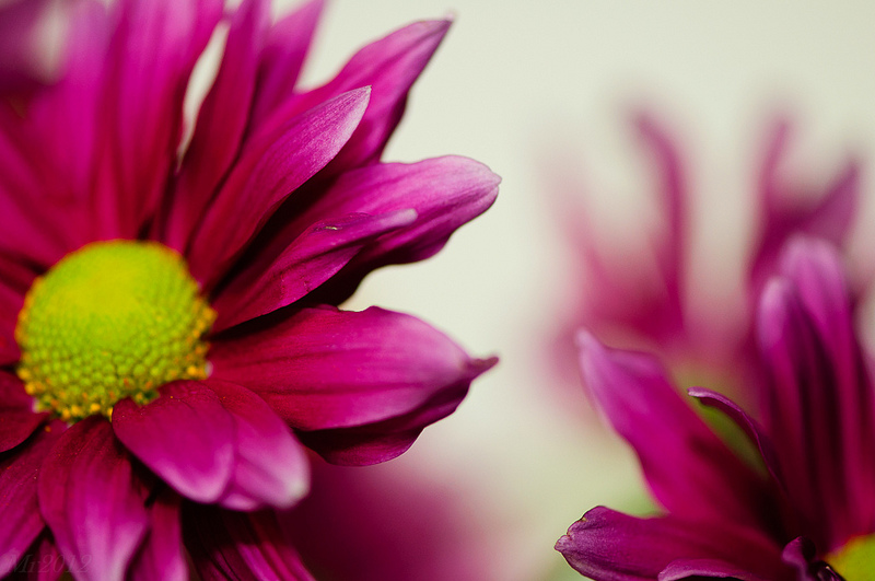 pink purple flowers