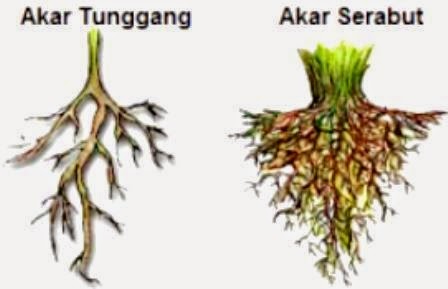 Penjelasan Tentang Akar  dan Fungsi Akar  Zakapedia