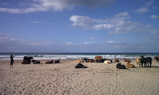 Cows on beach at White Park Bay