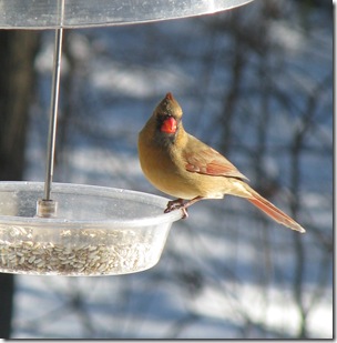 12 26 Cardinal