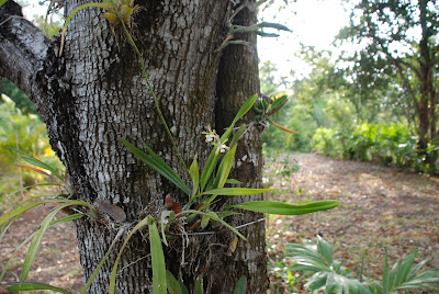 Encyclia guatemalensis - Guatemalan Encyclia care